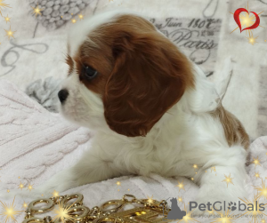 Dodatkowe zdjęcia: OBIECUJĄCA DZIEWCZYNA Cavalier King Charles Spaniel