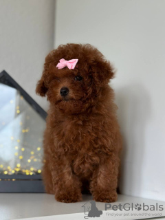 Dodatkowe zdjęcia: Toy Poodle Red Brown TEECUP