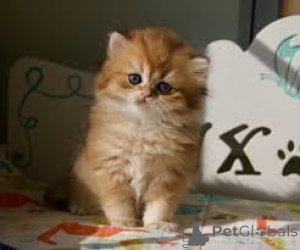 Zdjęcie №4. Sprzedam kot brytyjski długowłosy w Wiedeń. prywatne ogłoszenie, hodowca - cena - 2392zł