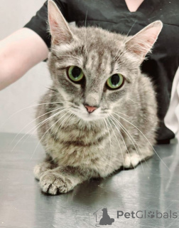 Zdjęcie №1.  - na sprzedaż w Rzeka Moskwa | Bezpłatny | Zapowiedź № 149171