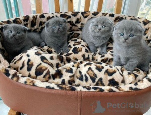 Zdjęcie №1. scottish fold - na sprzedaż w Koblenz | 1017zł | Zapowiedź № 132605