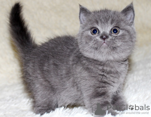 Zdjęcie №2 do zapowiedźy № 116704 na sprzedaż  scottish fold - wkupić się Belgia 