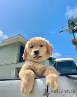 Zdjęcie №1. golden retriever - na sprzedaż w Ypecolsga | negocjowane | Zapowiedź №157842