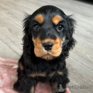 Zdjęcie №1. cocker spaniel angielski - na sprzedaż w Espoo | negocjowane | Zapowiedź №160714