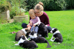 Zdjęcie №3. Szczenięta Border Collie. Litwa