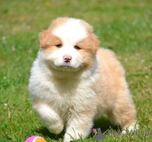 Zdjęcie №4. Sprzedam owczarek australijski w Nivelles. prywatne ogłoszenie, hodowca - cena - Bezpłatny