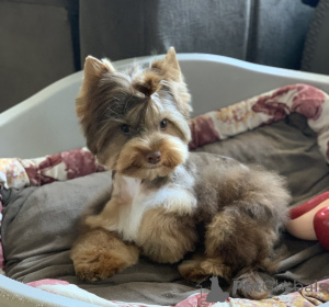 Zdjęcie №2 do zapowiedźy № 139182 na sprzedaż  yorkshire terrier - wkupić się Czarnogóra prywatne ogłoszenie
