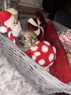 Zdjęcie №3. Urocze pomorzanki. Belgia