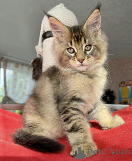 Zdjęcie №2 do zapowiedźy № 163662 na sprzedaż  maine coon - wkupić się Niemcy hodowca