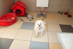 Zdjęcie №3. Hotel dla psów małych ras w St. Petersburgu w Federacja Rosyjska