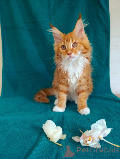 Zdjęcie №4. Sprzedam maine coon w Rzeka Moskwa. prywatne ogłoszenie - cena - 3867zł