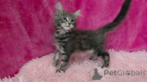 Zdjęcie №2 do zapowiedźy № 153886 na sprzedaż  maine coon - wkupić się Belgia prywatne ogłoszenie