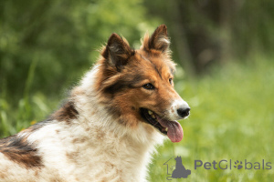 Zdjęcie №2 do zapowiedźy № 143762 na sprzedaż  pies nierasowy - wkupić się Federacja Rosyjska 