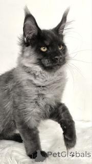 Zdjęcie №3. Kotek Maineoon. Niemcy