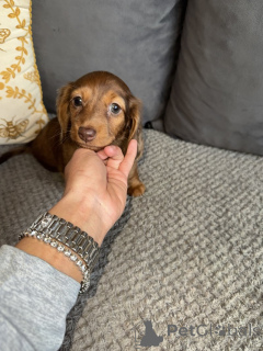 Zdjęcie №3. KC-Registrierte Langhaarige Mini-Dackel. Niemcy