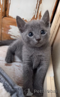 Zdjęcie №3. Chartreux. Niemcy