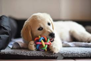 Zdjęcie №2 do zapowiedźy № 136193 na sprzedaż  golden retriever - wkupić się Wielka Brytania 