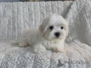 Zdjęcie №3. Prachtige Maltezer-puppys zoeken een Liefdevol nieuw thuis. Holandia