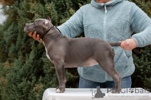 Zdjęcie №2 do zapowiedźy № 85845 na sprzedaż  american bully - wkupić się Federacja Rosyjska hodowca