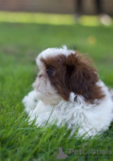 Zdjęcie №1. shih tzu - na sprzedaż w Arizona | 1585zł | Zapowiedź №114988