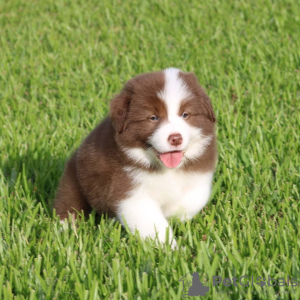 Zdjęcie №1. border collie - na sprzedaż w Berlin | Bezpłatny | Zapowiedź №126907