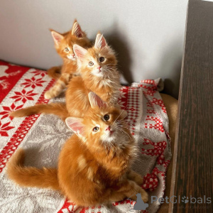 Zdjęcie №2 do zapowiedźy № 135698 na sprzedaż  kot brytyjski krótkowłosy - wkupić się USA hodowca