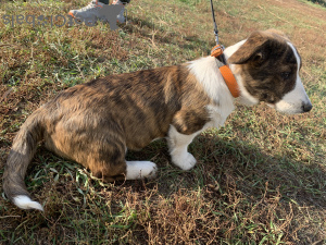 Dodatkowe zdjęcia: Szczenięta Cardigan Welsh Corgi