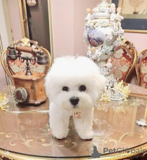Zdjęcie №4. Sprzedam bichon frise w Belgrad. hodowca - cena - negocjowane