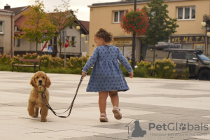 Zdjęcie №3. Dziewczynka Golden Retriever. Polska