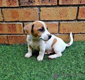 Zdjęcie №1. jack russell terrier - na sprzedaż w Schengen | negocjowane | Zapowiedź №166999