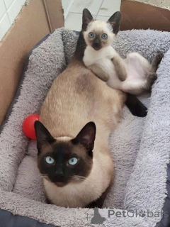 Zdjęcie №1. kot syjamski - na sprzedaż w Groningen | negocjowane | Zapowiedź № 167095