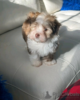 Zdjęcie №2 do zapowiedźy № 137952 na sprzedaż  hawańczyk - wkupić się Niemcy prywatne ogłoszenie, hodowca