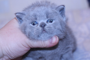 Zdjęcie №3. Kot brytyjski niebieski. Federacja Rosyjska