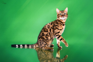 Zdjęcie №1. kot bengalski - na sprzedaż w Naberezhnye Chelny | 1210zł | Zapowiedź № 3486