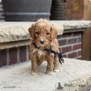 Zdjęcie №3. Niedźwiedź. USA