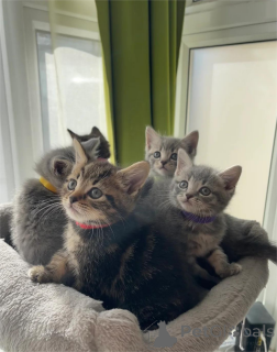 Zdjęcie №1. kot brytyjski krótkowłosy - na sprzedaż w Finstervalde | 1674zł | Zapowiedź № 153771