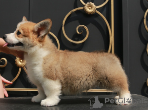 Dodatkowe zdjęcia: szczenięta welsh corgi pembroke od Championa