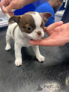 Zdjęcie №1. chihuahua (rasa psów) - na sprzedaż w Berlin | 2631zł | Zapowiedź №165375