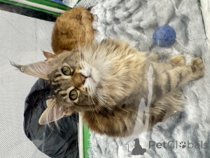 Zdjęcie №3. Kocięta rasy Maine Coon. Federacja Rosyjska