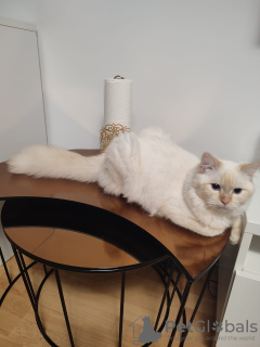 Zdjęcie №4. Sprzedam neva masquerade w Berlin.  - cena - 2631zł