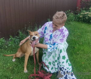 Zdjęcie №1. pies nierasowy - na sprzedaż w Rzeka Moskwa | Bezpłatny | Zapowiedź №147683