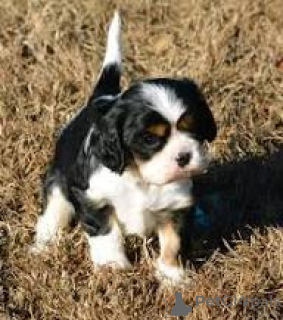 Zdjęcie №3. Sprzedam piękne szczenięta Cavalier King Charles Spaniel.. Wielka Brytania
