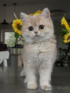 Zdjęcie №1. chinchilla cat - na sprzedaż w Brema | negocjowane | Zapowiedź № 159475