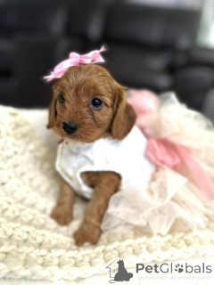 Zdjęcie №1. cavalier king charles spaniel - na sprzedaż w Amityville | negocjowane | Zapowiedź №154341