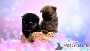 Zdjęcie №3. Mini dziewczynki Petit Brabançons. Federacja Rosyjska