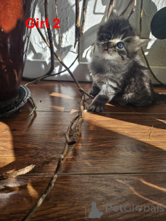 Zdjęcie №3. Piękne kittens Maine Coon X. Austria