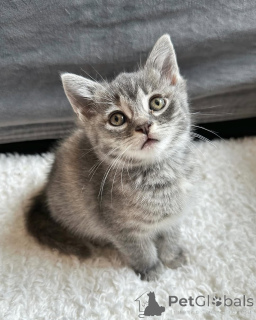 Zdjęcie №2 do zapowiedźy № 150625 na sprzedaż  kot domowy - wkupić się Niemcy ze schronu, hodowca