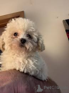 Zdjęcie №3. Cuccioli di Barboncino w zemście. Włochy