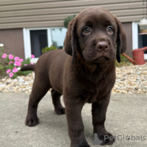 Zdjęcie №1. labrador retriever - na sprzedaż w Berlin | 2870zł | Zapowiedź №173208