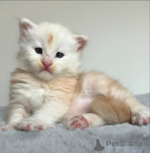 Zdjęcie №2 do zapowiedźy № 159880 na sprzedaż  maine coon - wkupić się Litwa prywatne ogłoszenie